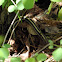 Common Garter Snake