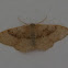 Moth