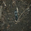 Eyed Click Beetle