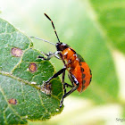 Stink bug nymph