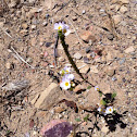 Shortlobed Phacelia