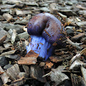 Cortinarius archeri