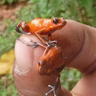 Strawberry Poison Dart Frog
