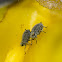 Aphids