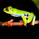 Red eye Tree Frog
