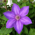 Clematis