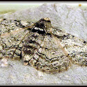 Pepper and salt Geometer Moth