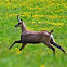 Chamois