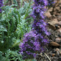 Purple Fringe
