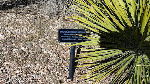 Yucca Angustissima