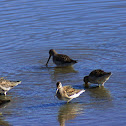 Long and Short-billed Dowitchers