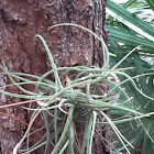 Ball moss