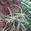 Ball moss