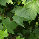 Maple Tree