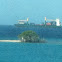 Divi-Divi tree