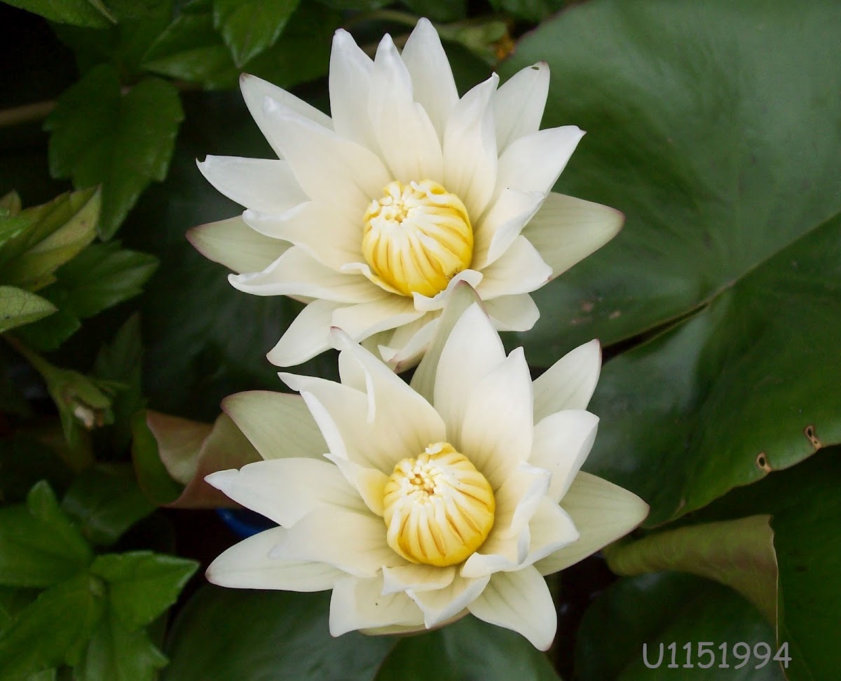 Water lily