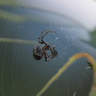 Unknown spotting