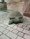 Steinschildkröte