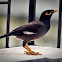  Indian Myna