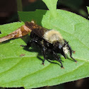Bee-like Robber Fly