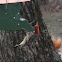Red-bellied Woodpecker