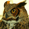Great Horned Owl