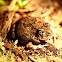 Ornate Burrowing Frog