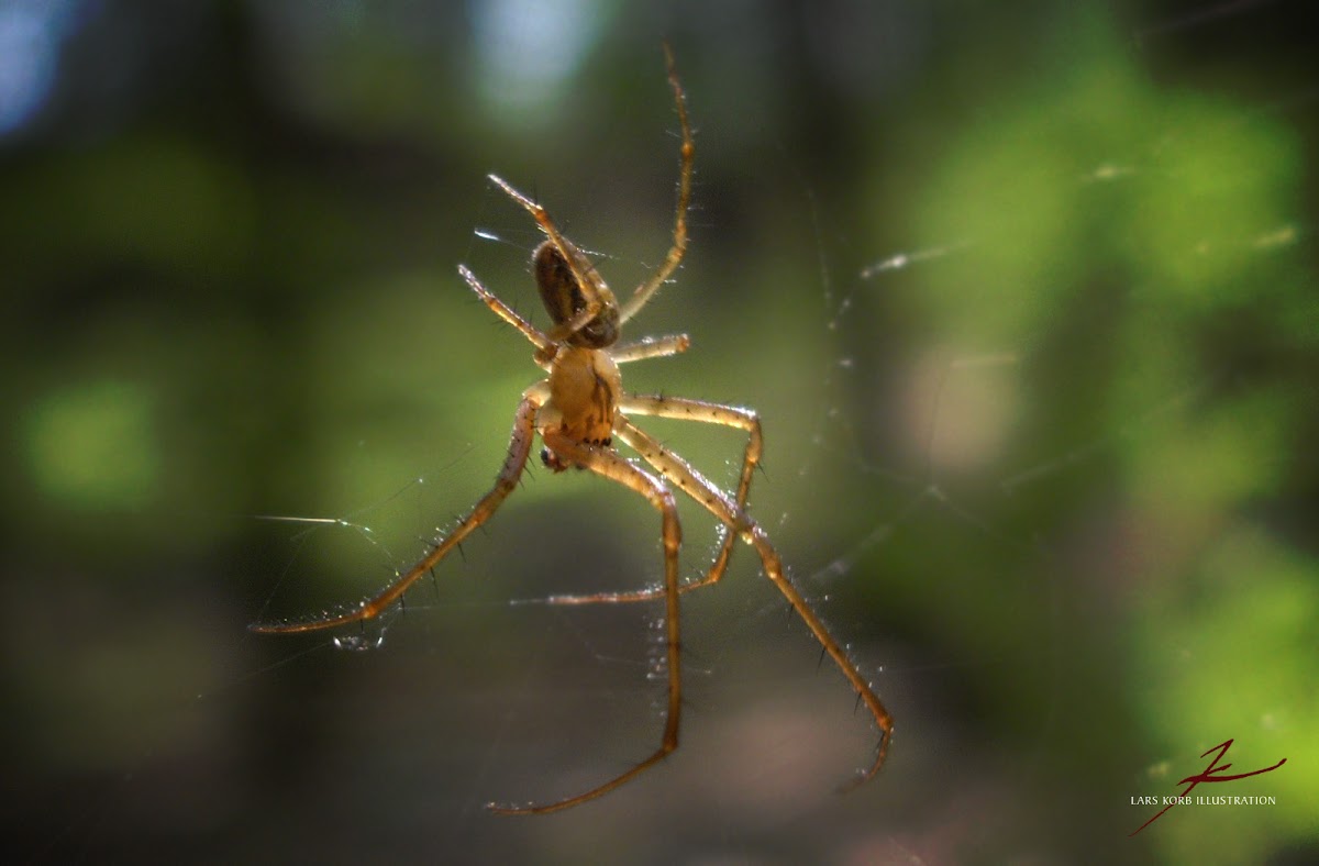unknown spider