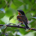 Cape Batis