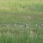 Greylag Goose