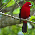 Brazilian Tanager