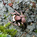 Pygmy Jumpig Spider