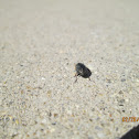 Seed-eating Ground Beetle