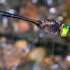 Mocha Emerald dragonflies (in flight)