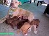 Vendo Hermosa Camada De Cachorros Puros De Raza
