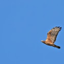 Oriental Honey Buzzard