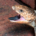 Bobtail Goanna