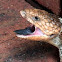 Bobtail Goanna