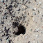 Desert Harvester Ant