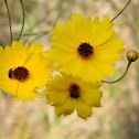 Florida Tickseed