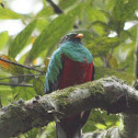 Resplendent Quetzal