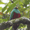 Resplendent Quetzal
