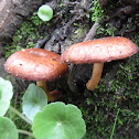 Galerina rebordeada