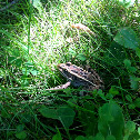Northern Leopard Frog