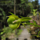 Epidendrum Orchid