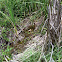 Alligator (slide)