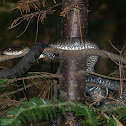 Northern water snake