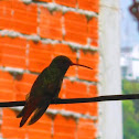 Amazilia Colirrufo - Rufous-tailed Humingbird