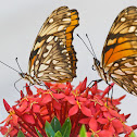 Juno Longwing Butterflies