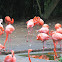 Flamingos